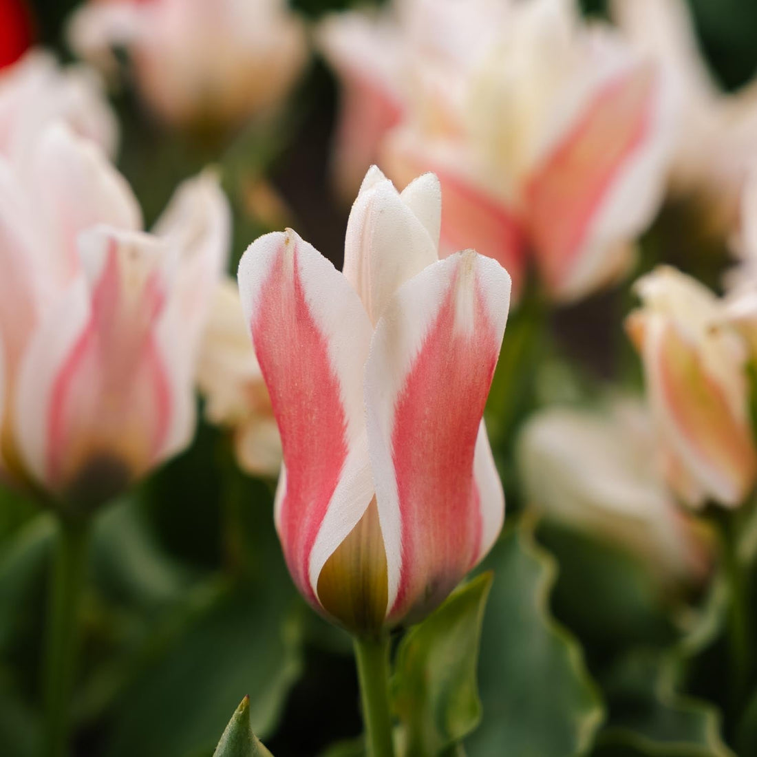 Tulipe 'Serano'