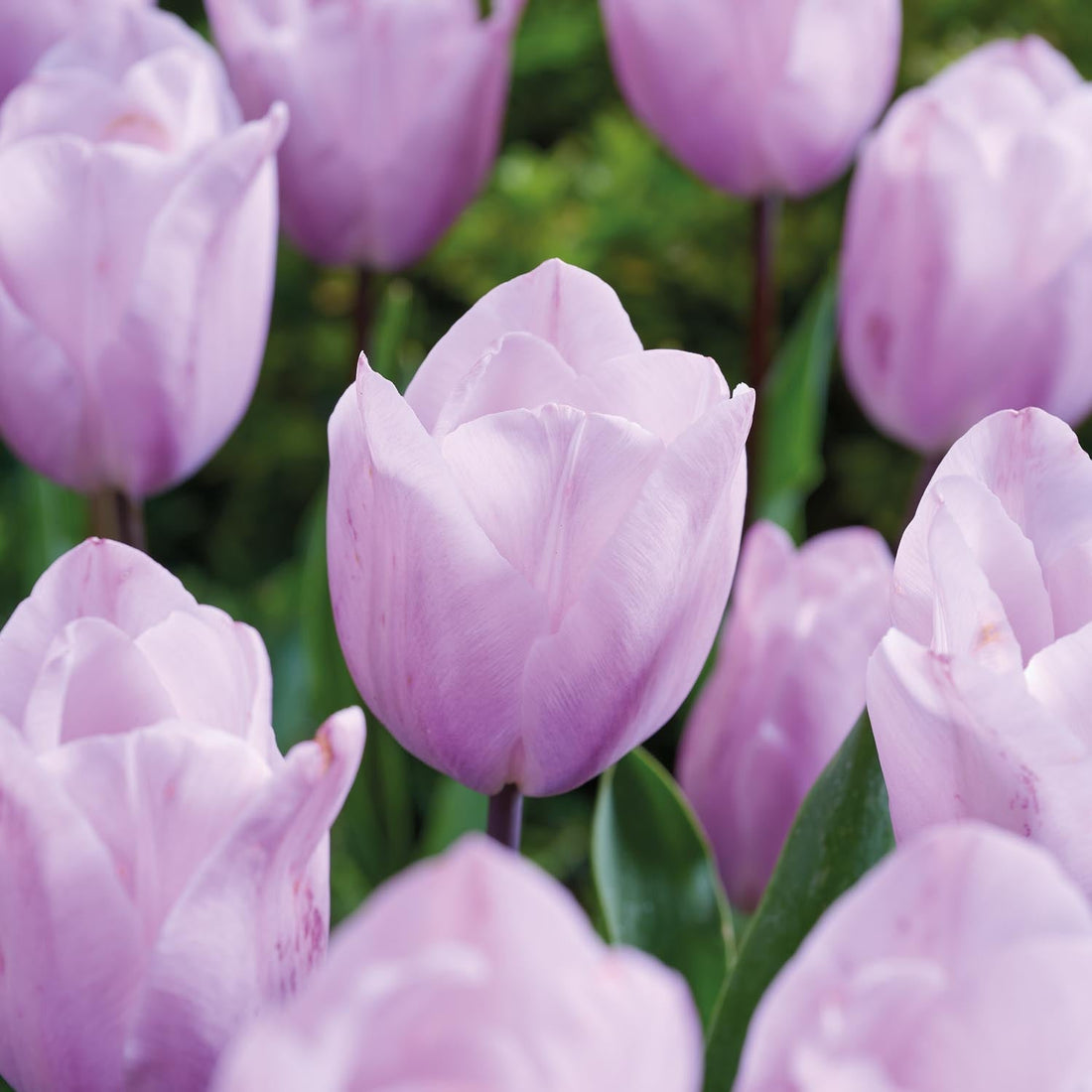 Tulipe 'Silver Cloud'