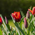 Tulipe 'Slawa'