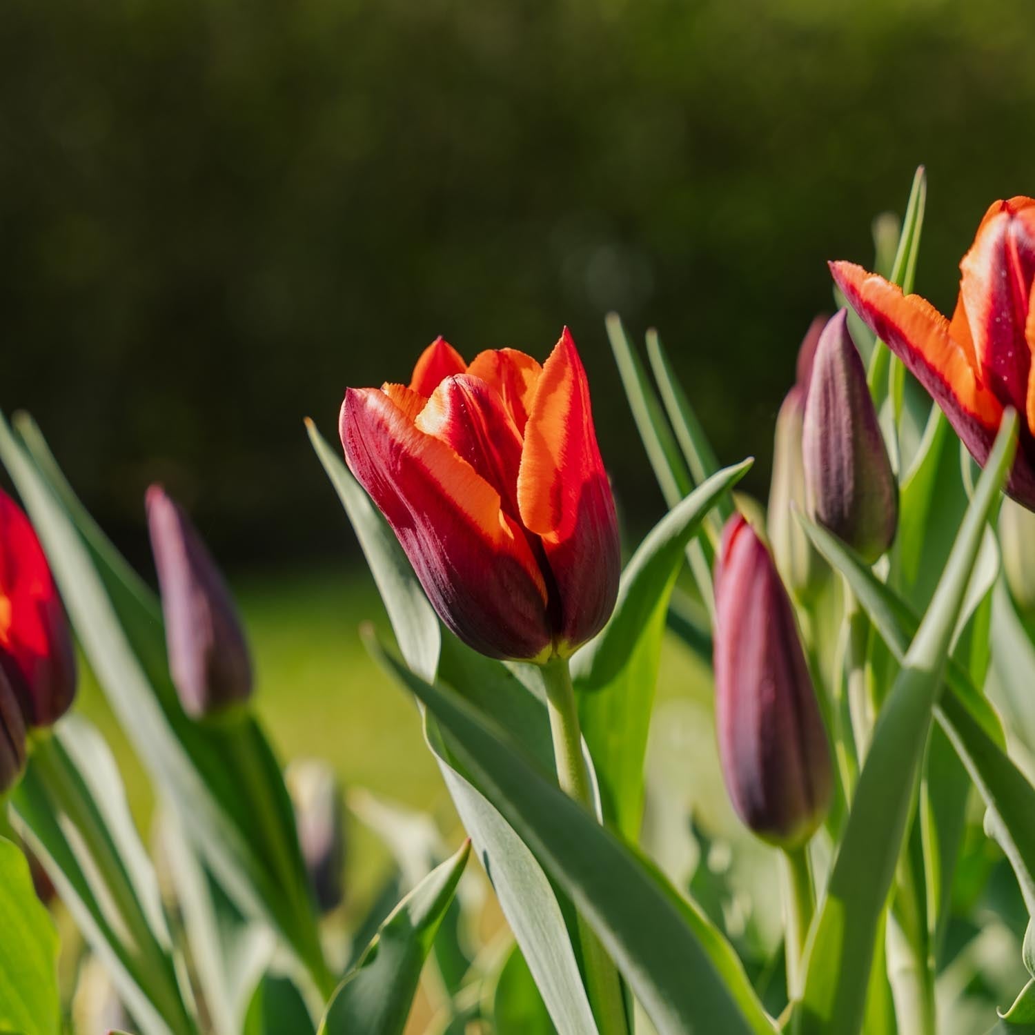 Tulipe 'Slawa'