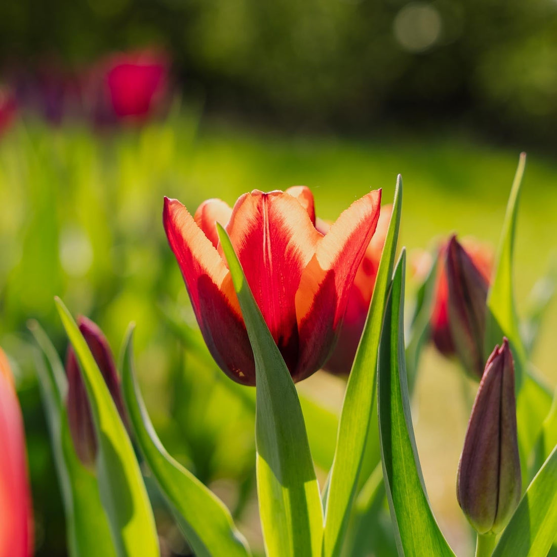 Tulipe 'Slawa'
