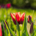 Tulipe 'Slawa'