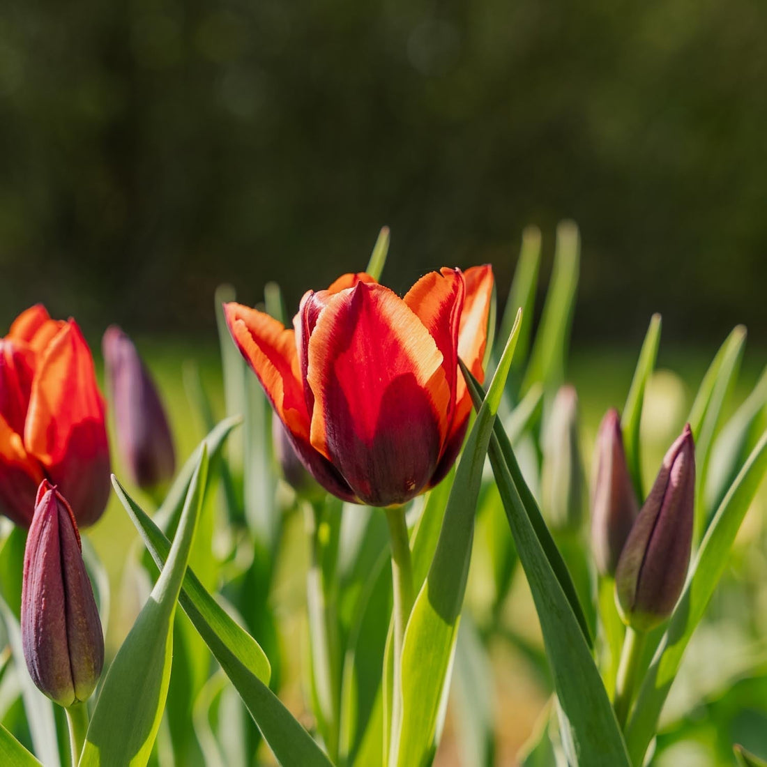 Tulipe 'Slawa'