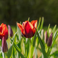Tulipe 'Slawa'