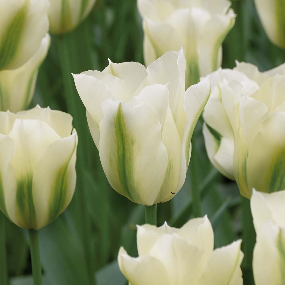 Tulipe 'Spring Green'