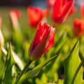 Tulipe 'Spring Pearl'