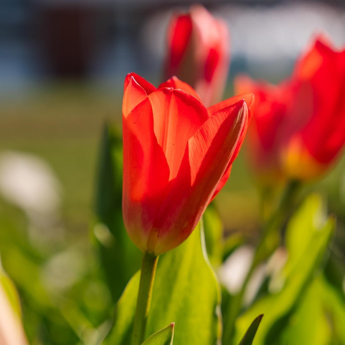 Tulipe 'Spring Pearl'