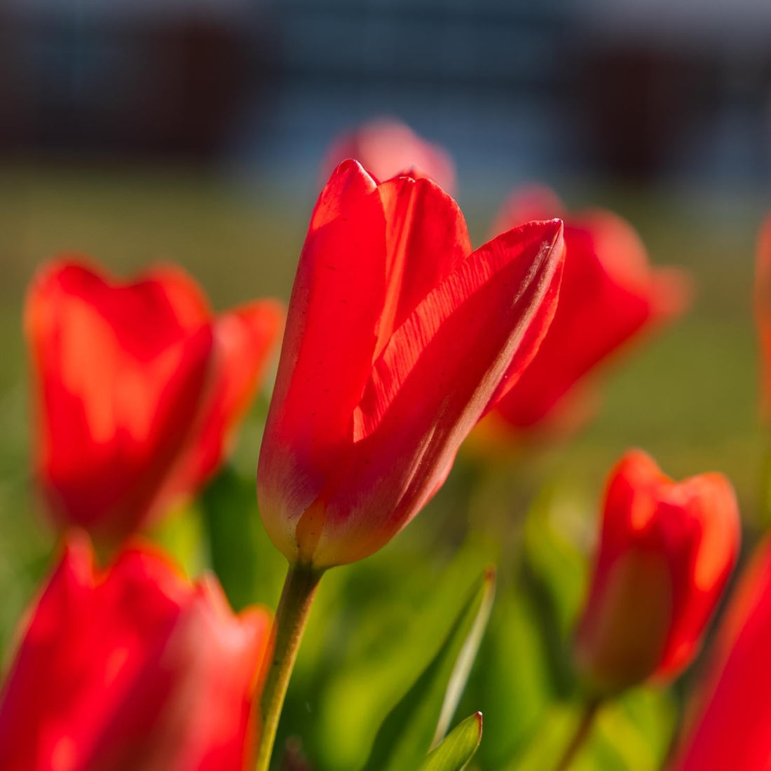 Tulipe 'Spring Pearl'