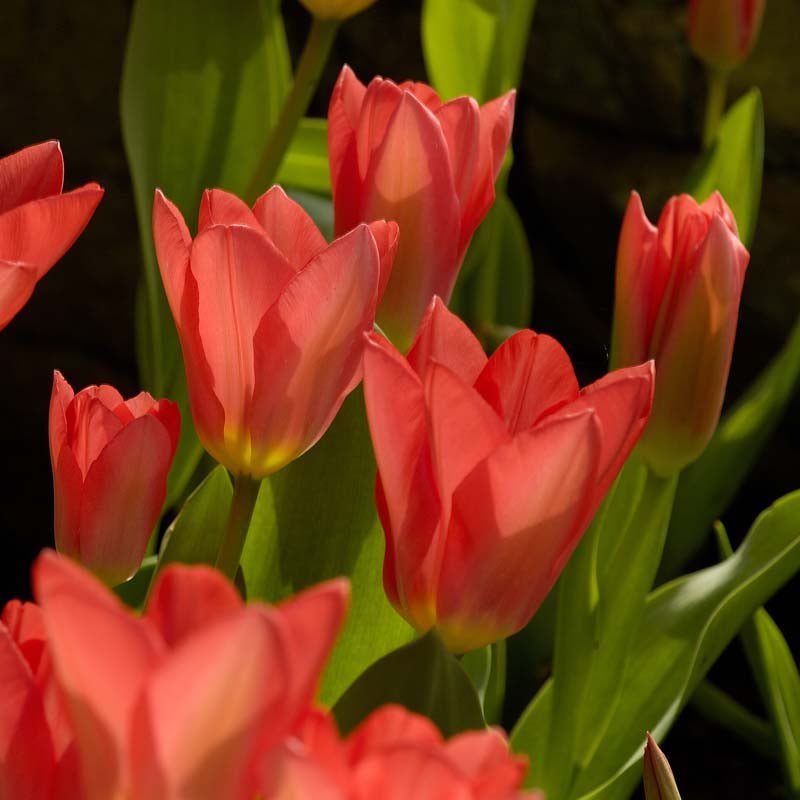 Tulipe 'Spring Pearl'