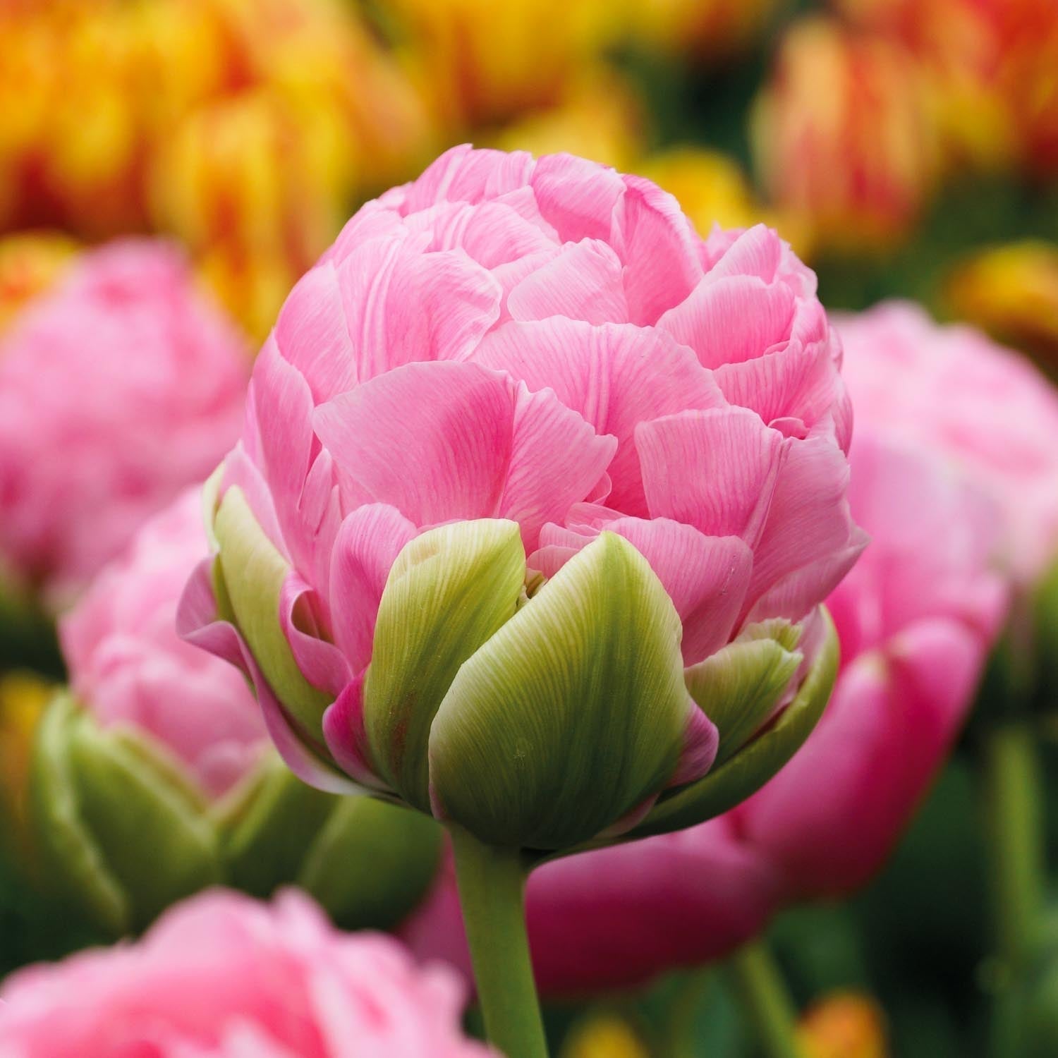 Tulipe 'Strawberry Cream'
