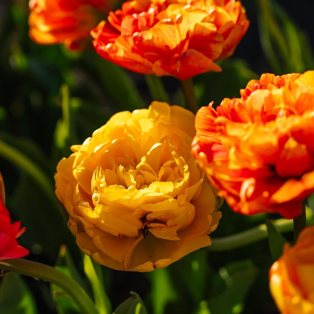Tulipe 'Sunlover'