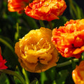 Tulipe 'Sunlover'