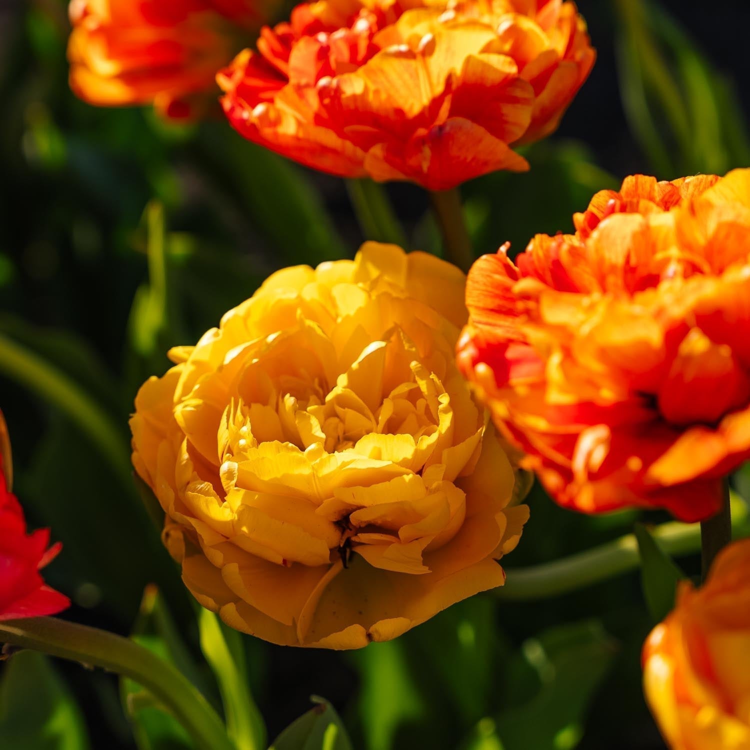 Tulipe 'Sunlover'