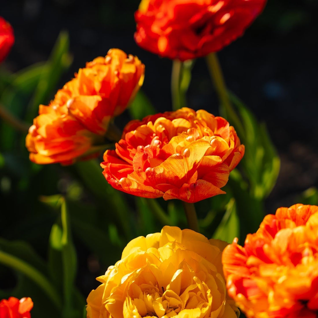 Tulipe 'Sunlover'