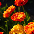 Tulipe 'Sunlover'