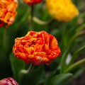 Tulipe 'Sunlover'