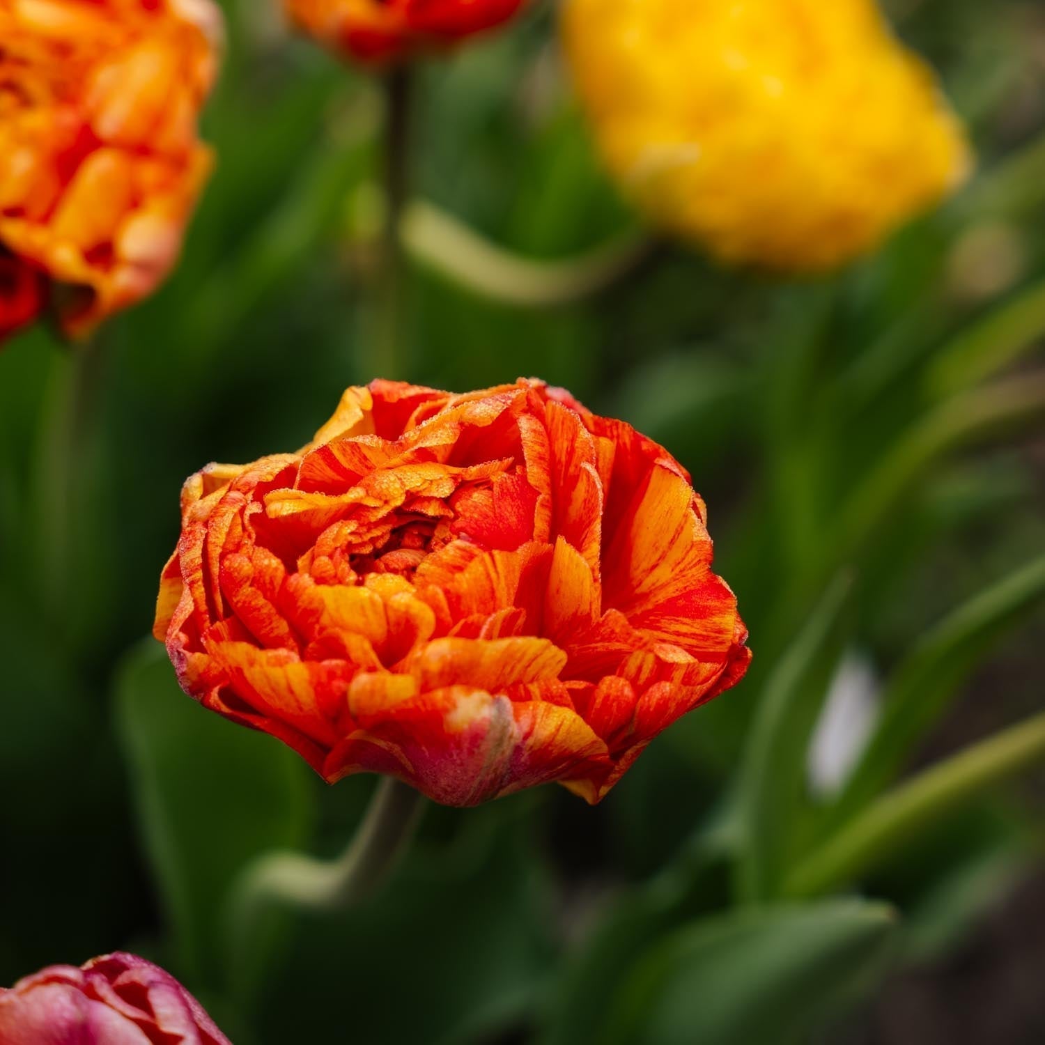 Tulipe 'Sunlover'