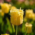 Tulipe 'Sunny Time'