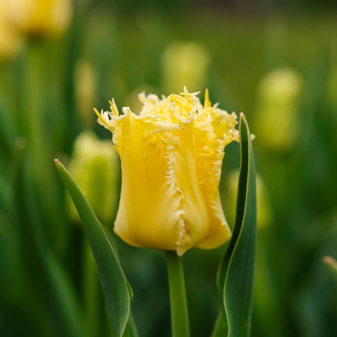 Tulipe 'Sunny Time'