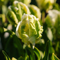 Tulipe 'Super Parrot'