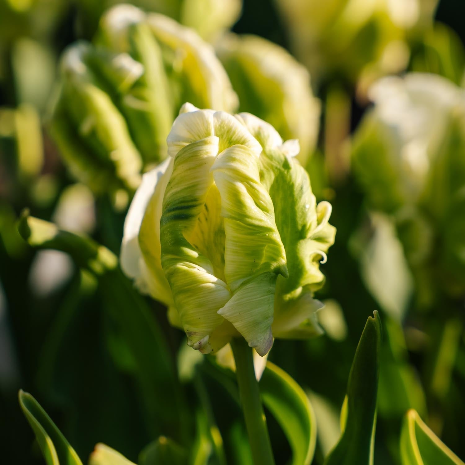 Tulipe 'Super Parrot'