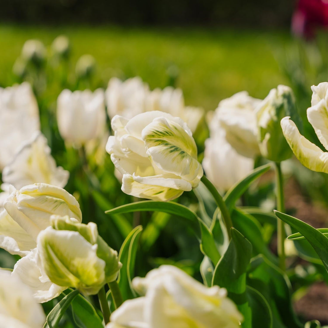 Tulipe 'Super Parrot'