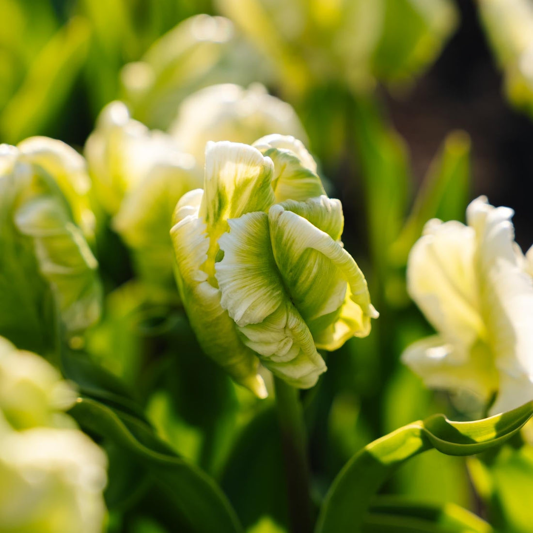 Tulipe 'Super Parrot'