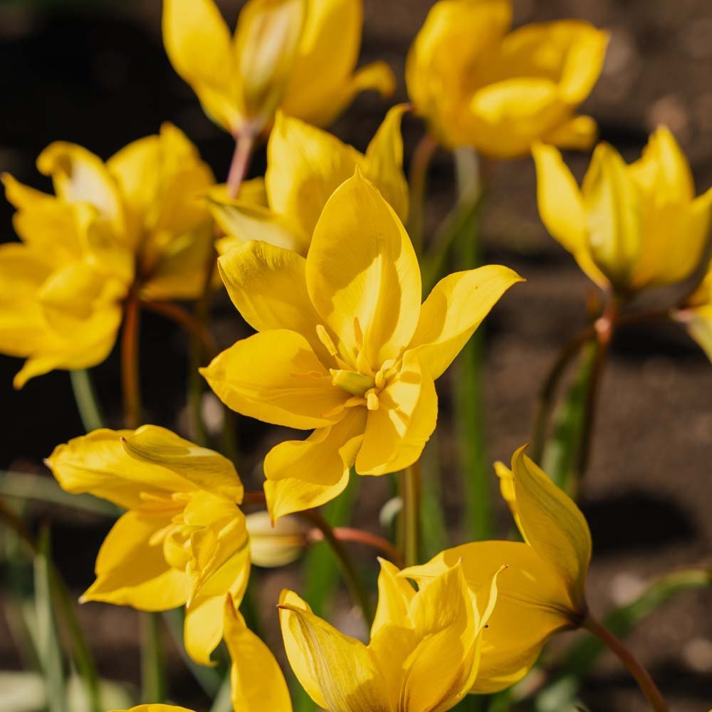 Tulipe 'Sylvestris'