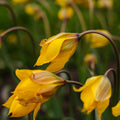 Tulipe 'Sylvestris'
