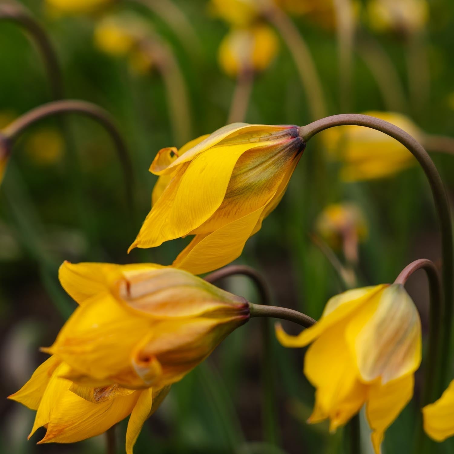 Tulipe 'Sylvestris'