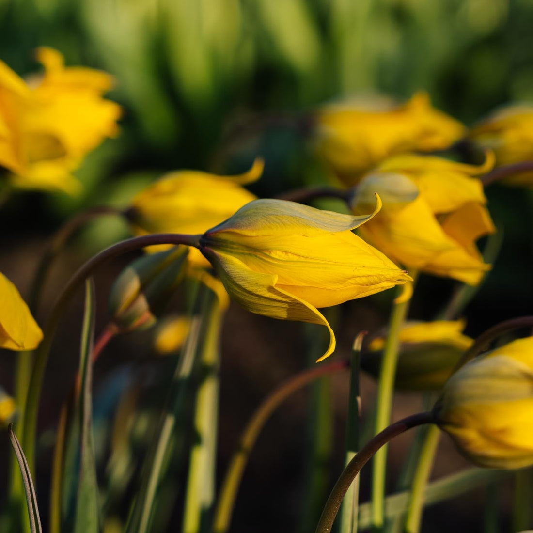 Tulipe 'Sylvestris'