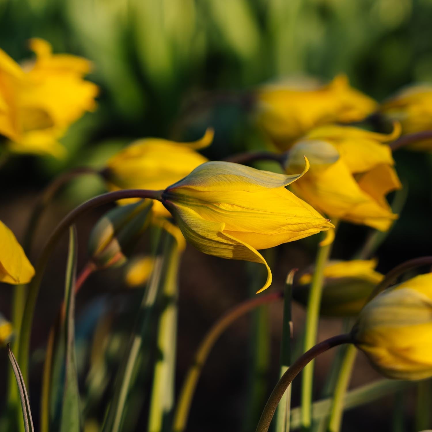 Tulipe 'Sylvestris'