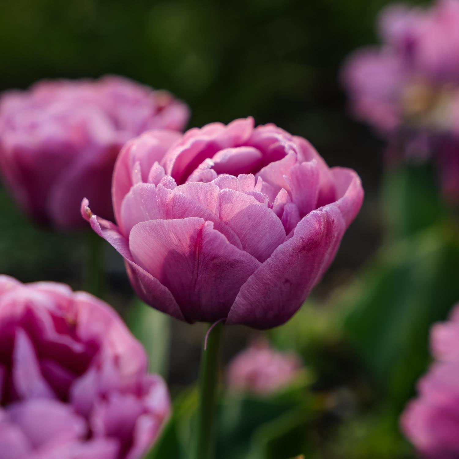 Tulipe 'Tabledance'