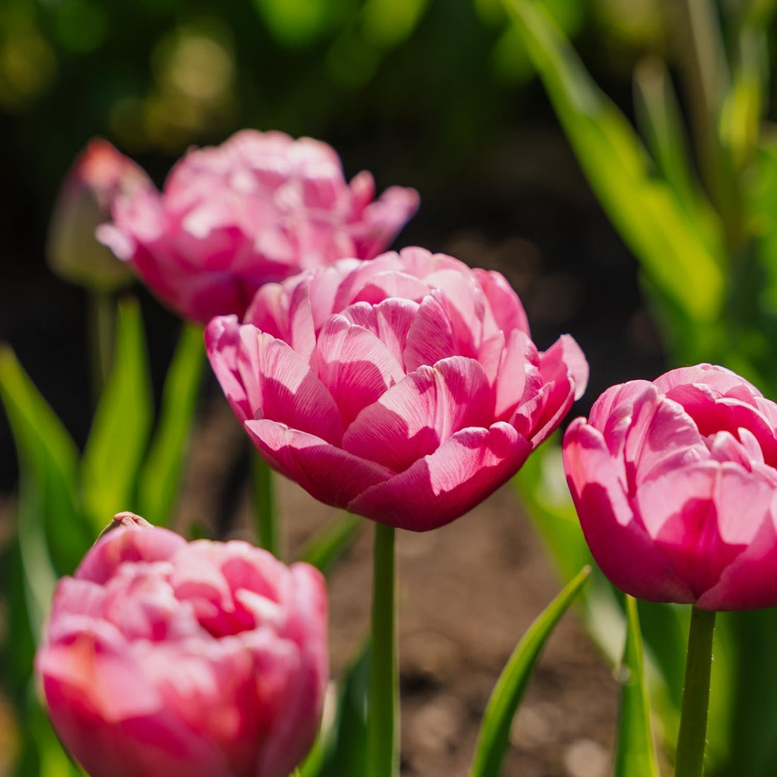 Tulipe 'Tabledance'