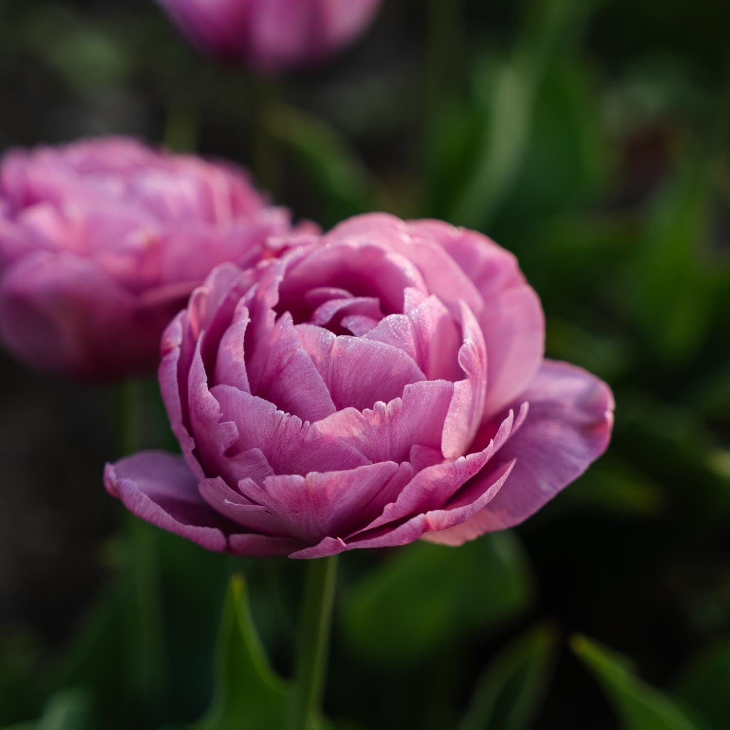 Tulipe 'Tabledance'