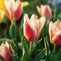 Tulipe 'Tarafta'