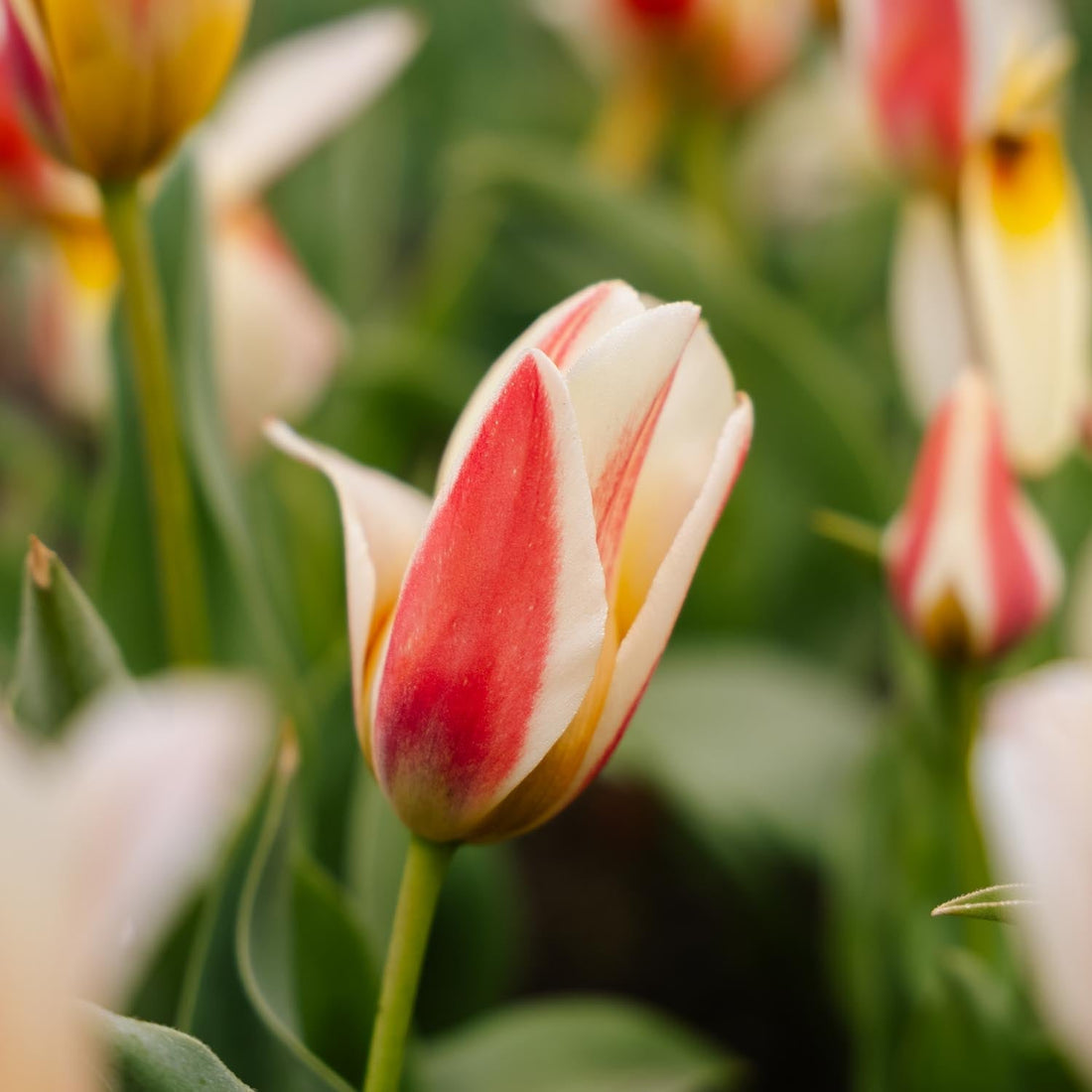 Tulipe 'Tarafta'