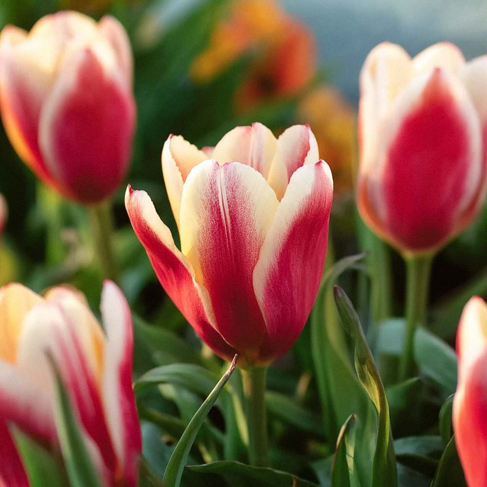 Tulipe 'Tarafta'