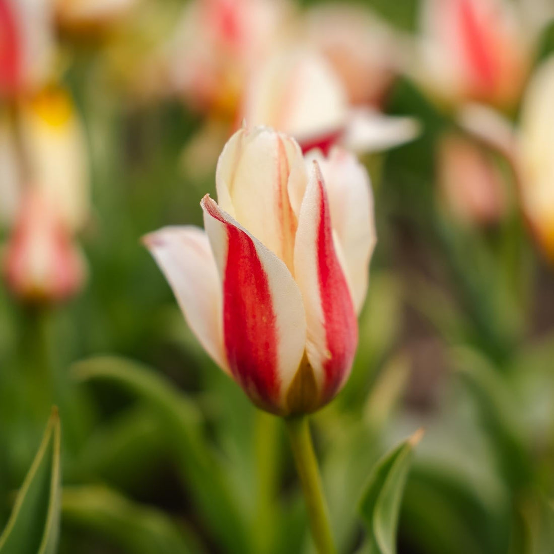 Tulipe 'Tarafta'