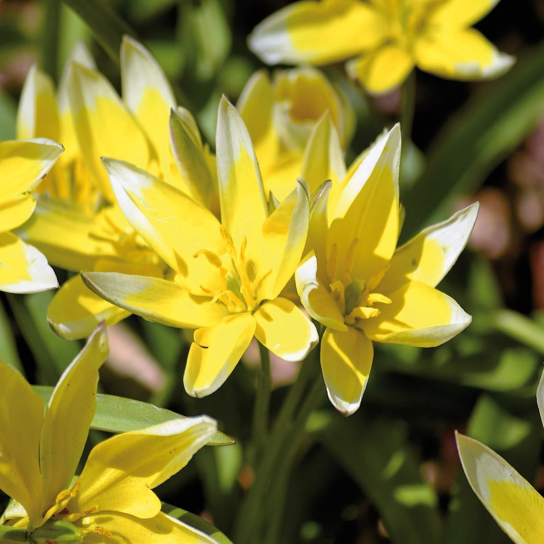 Tulipe 'Tarda'