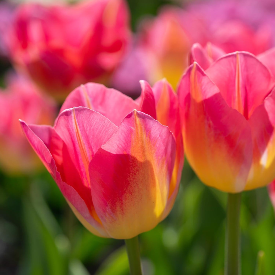 Tulipe 'Tom Pouce'