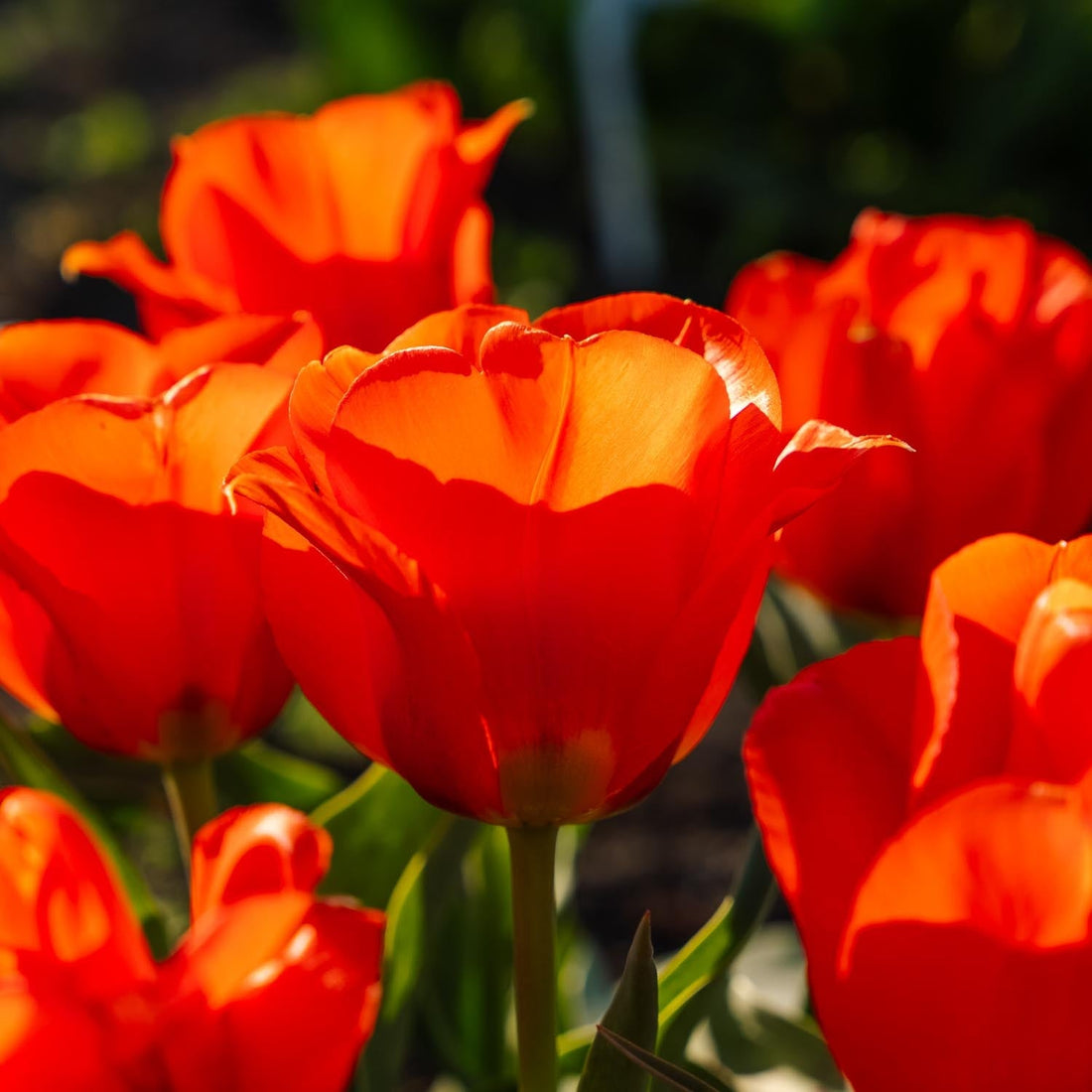 Tulipe 'Toronto'