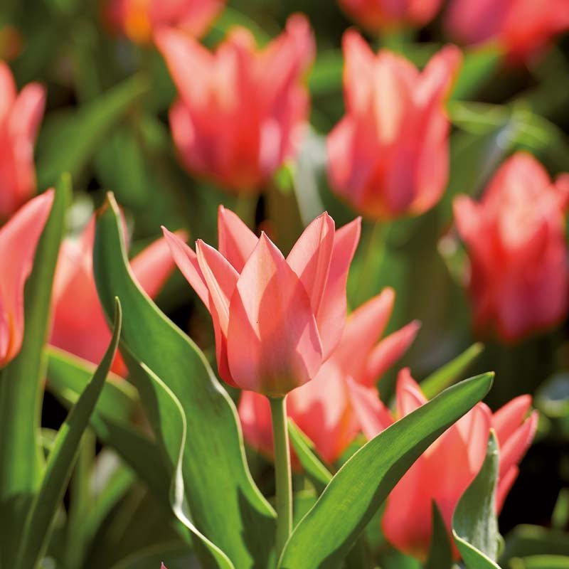 Tulipe 'Toronto'
