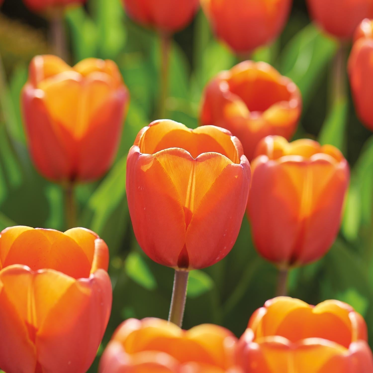 Tulipe 'Triple A'