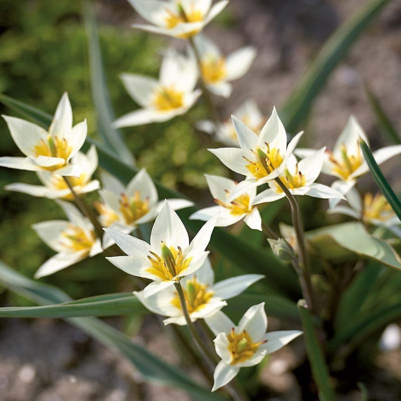 Tulipe 'Turkestanica'