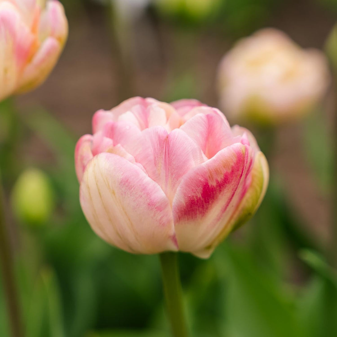Tulipe 'Upstar'