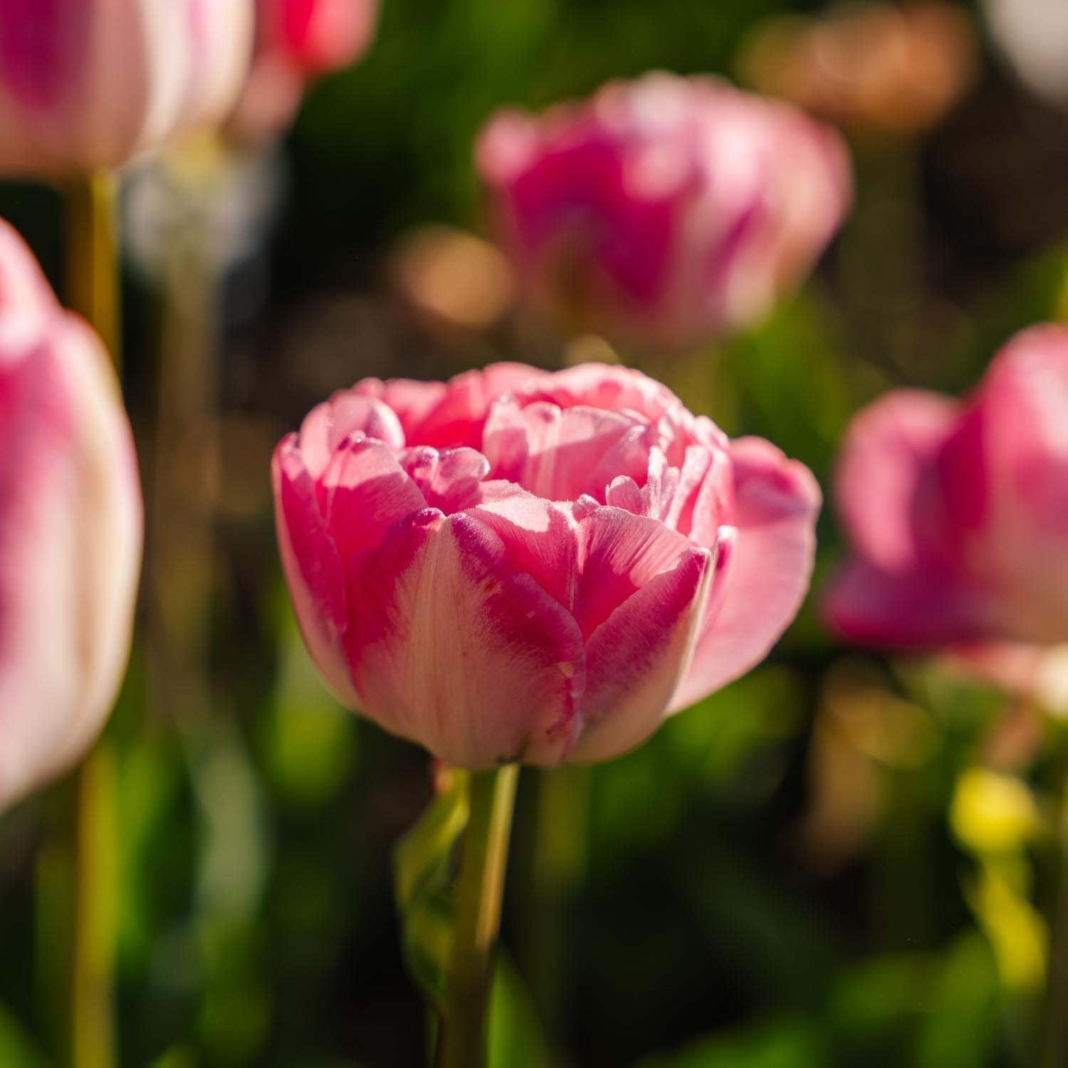 Tulipe 'Upstar'