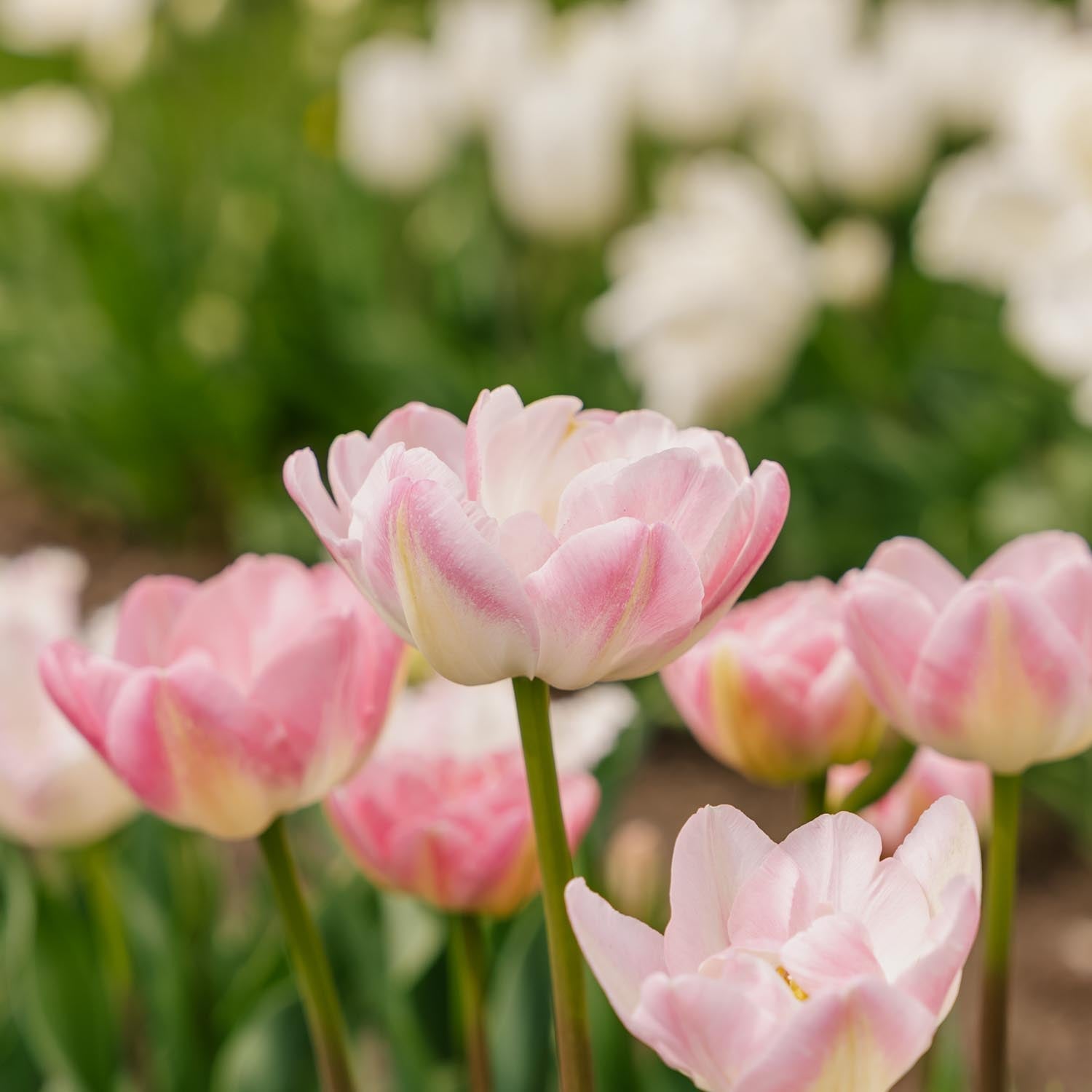 Tulipe 'Upstar'
