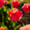 Tulipe 'Van Eijk'