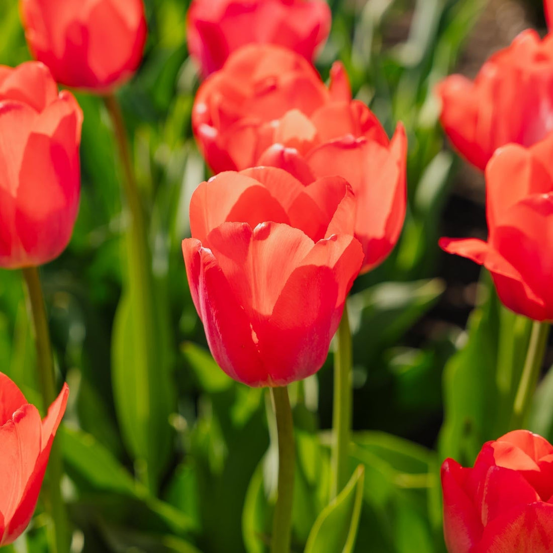 Tulipe 'Van Eijk'